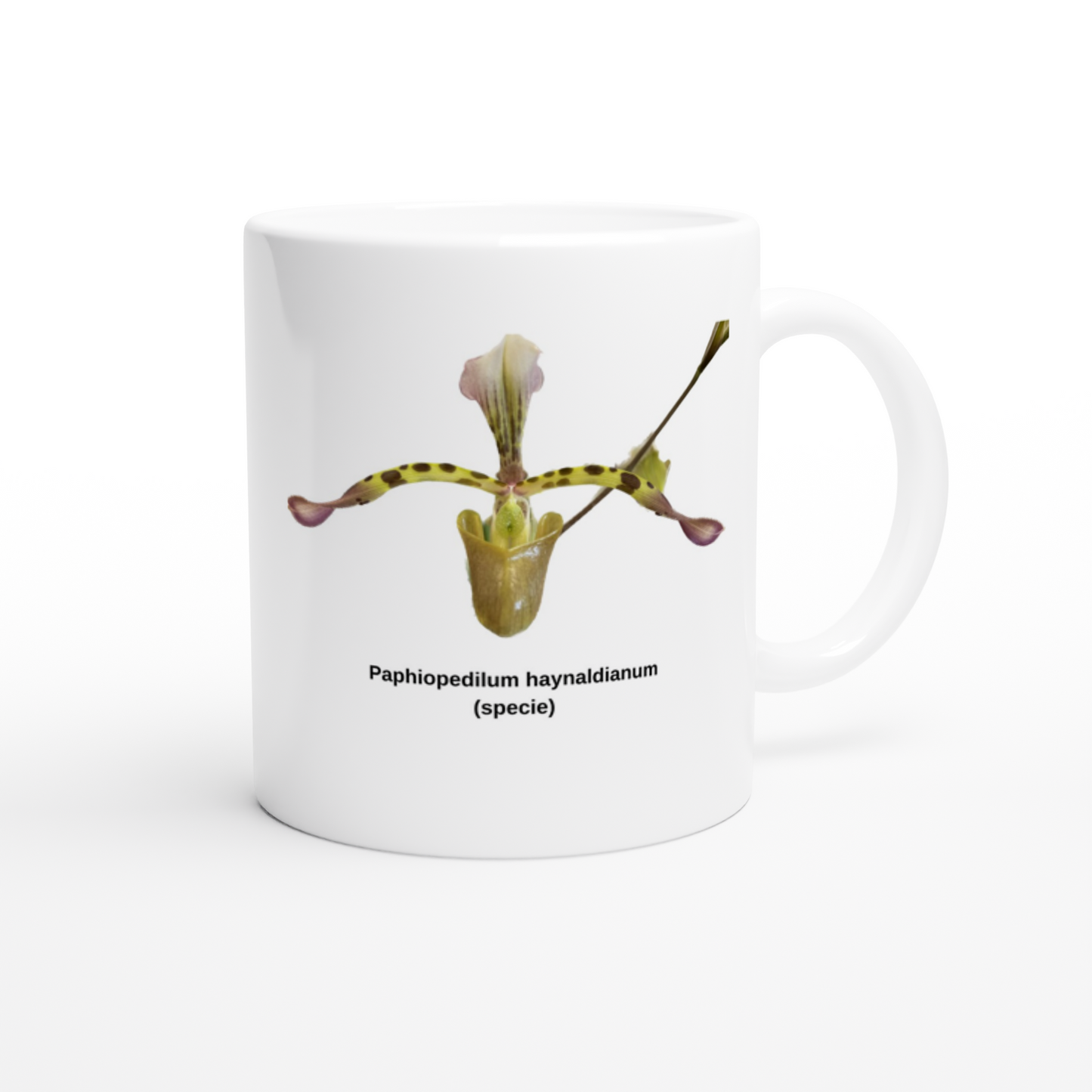 Paphiopedilum haynaldianum Orchid Coffee Mug