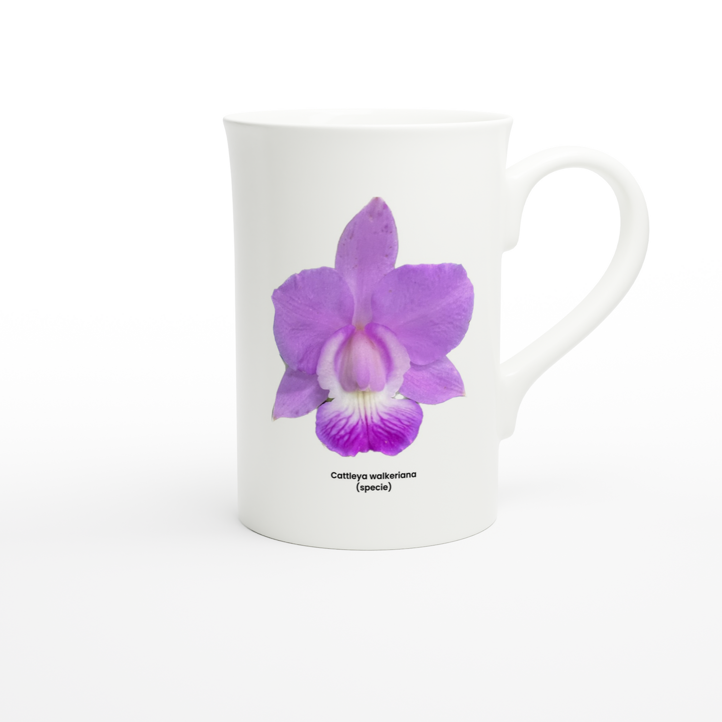 Cattleya walkeriana Orchid Porcelain Mug