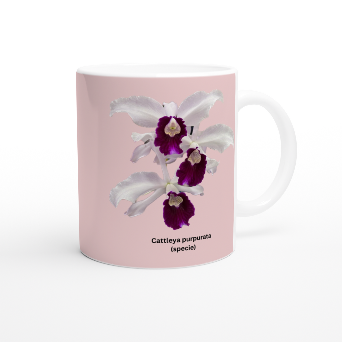 Cattleya purpurata Orchid Coffee Mug