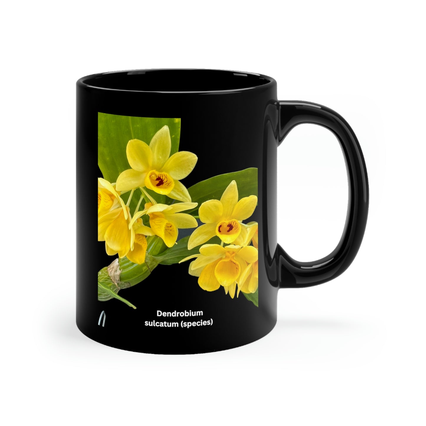 Dendrobium Sulcatum Orchid Coffee Mug