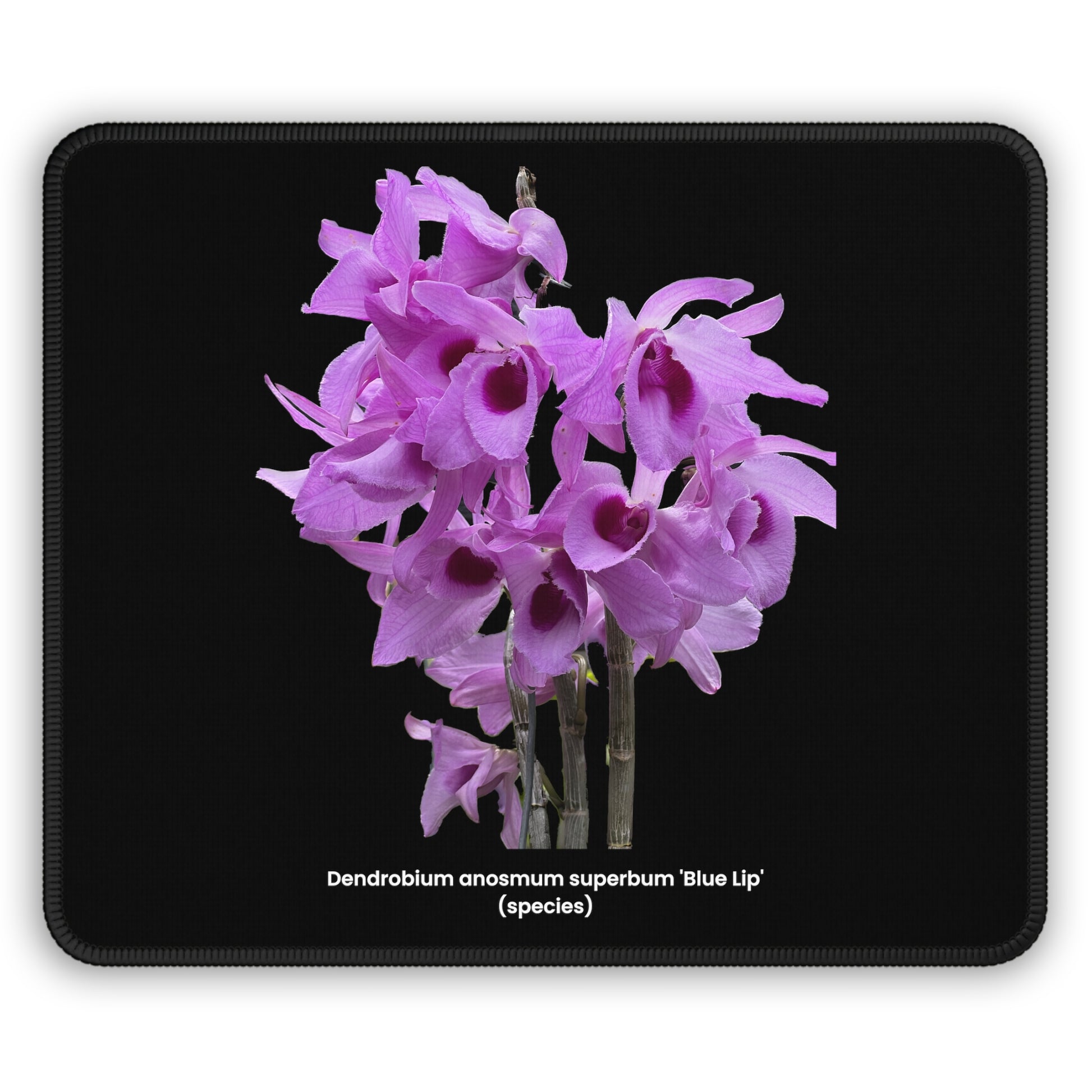 Dendrobium anosmum superbum 'Blue Lip' Orchid Black Mouse Pad