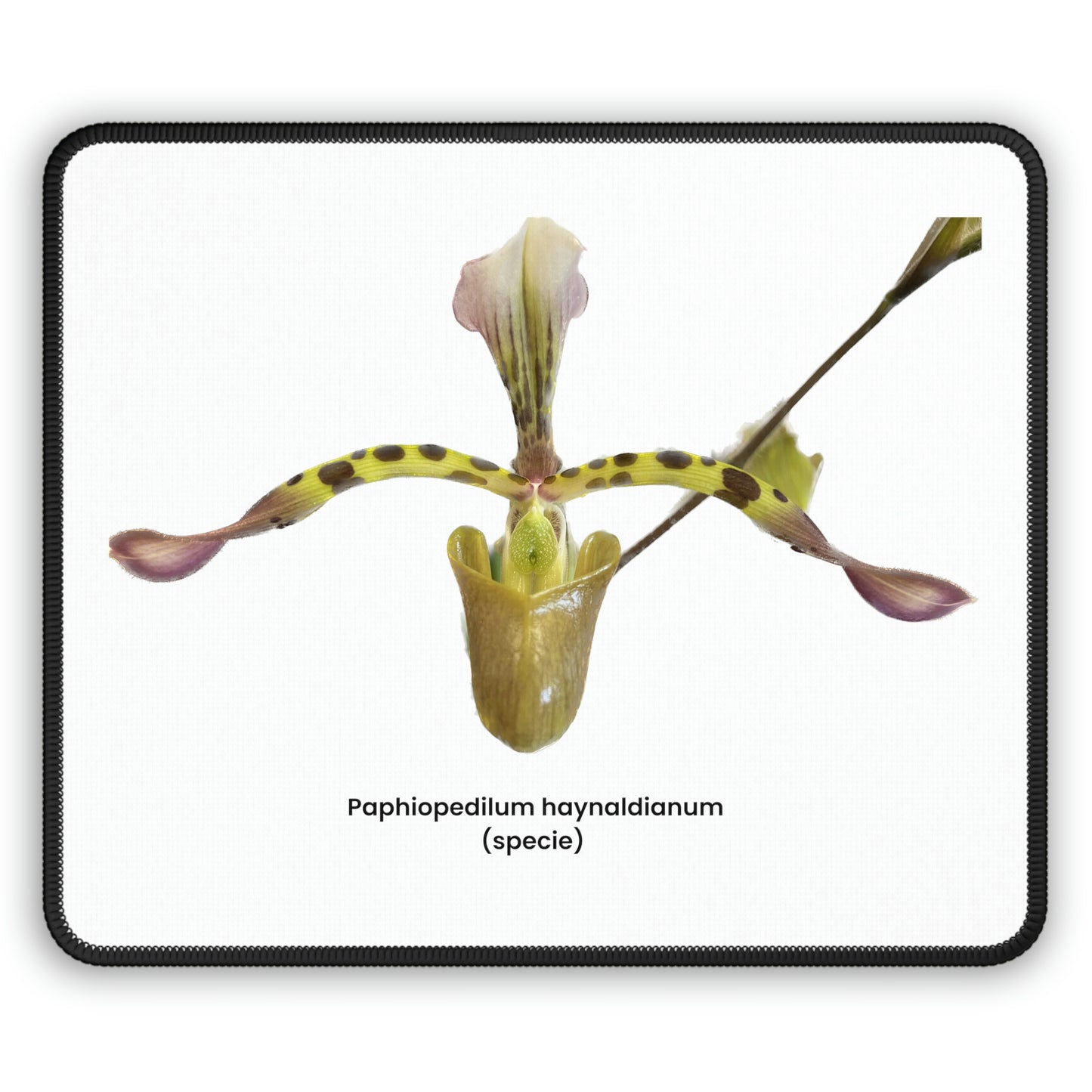 Paphiopedilum haynaldianum Orchid Mouse Pad