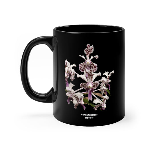 Vanda tricolor Orchid Coffee Mug