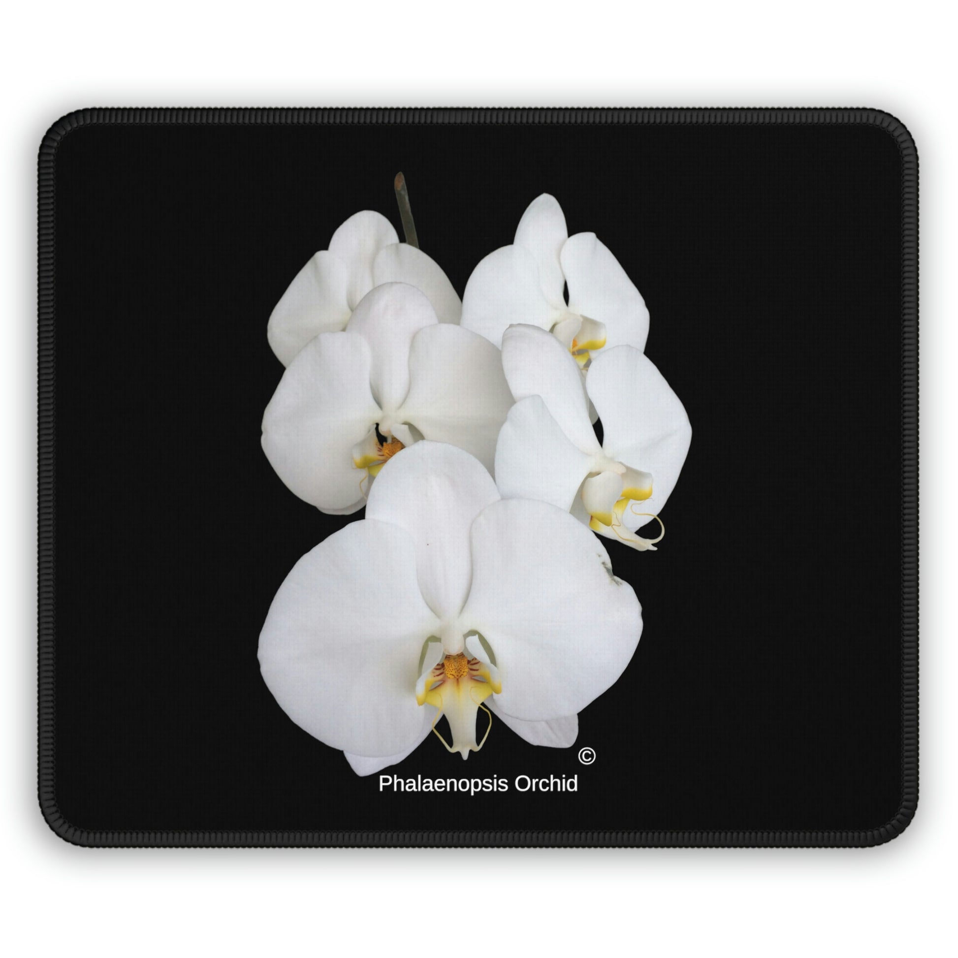 White Phalaenopsis Orchid Mouse Pa