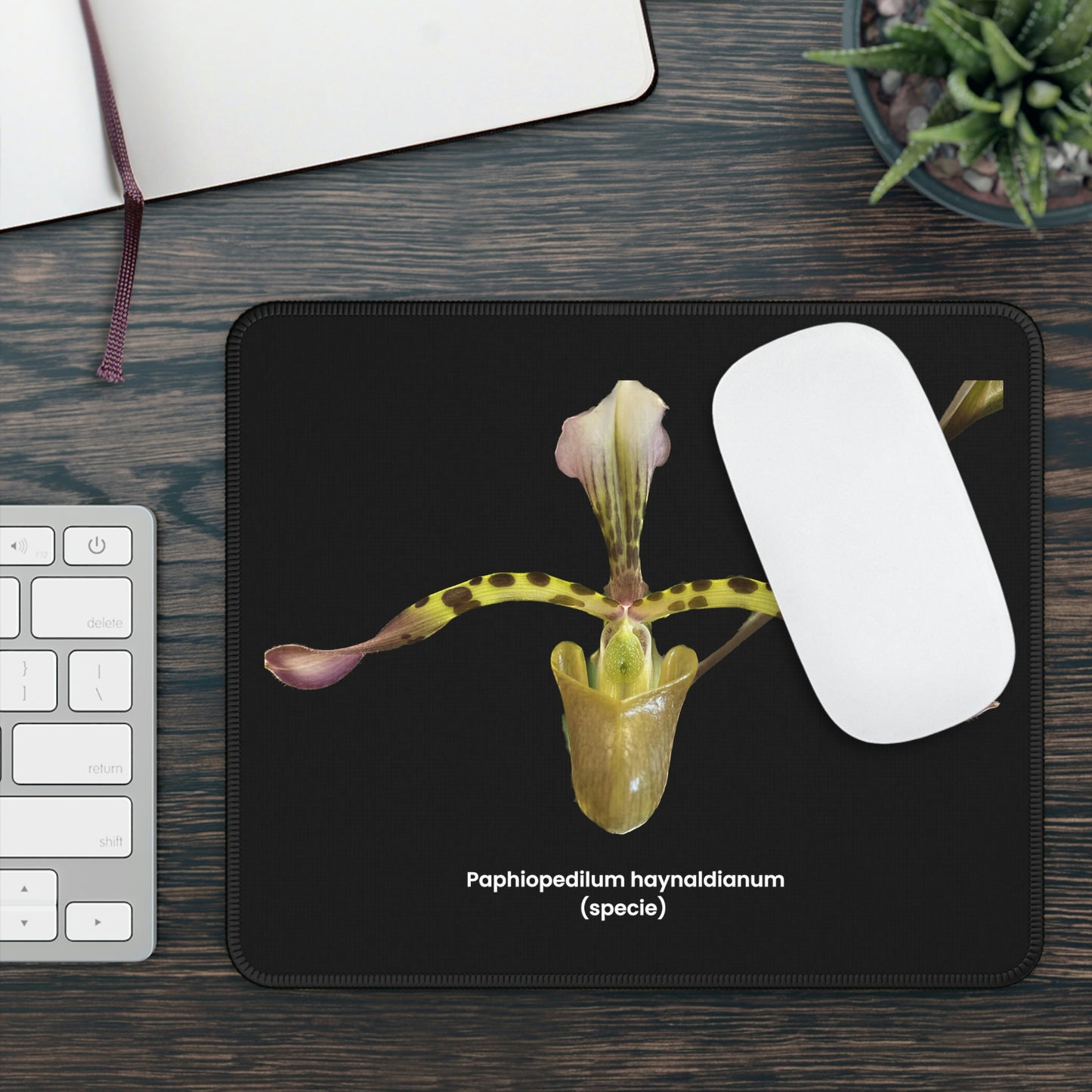 Paphiopedilum haynaldianum Orchid Black Mouse Pad