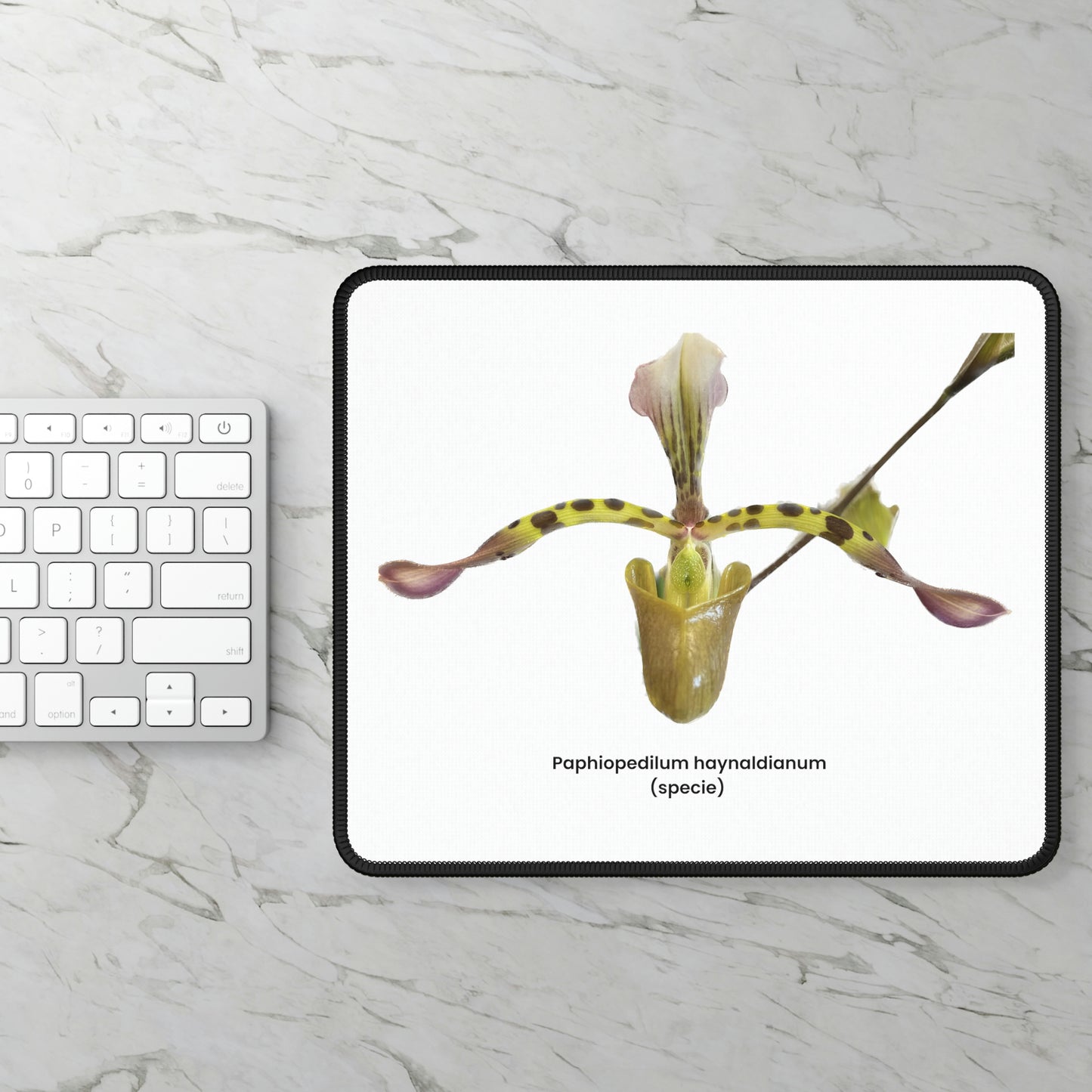 Paphiopedilum haynaldianum Orchid Mouse Pad