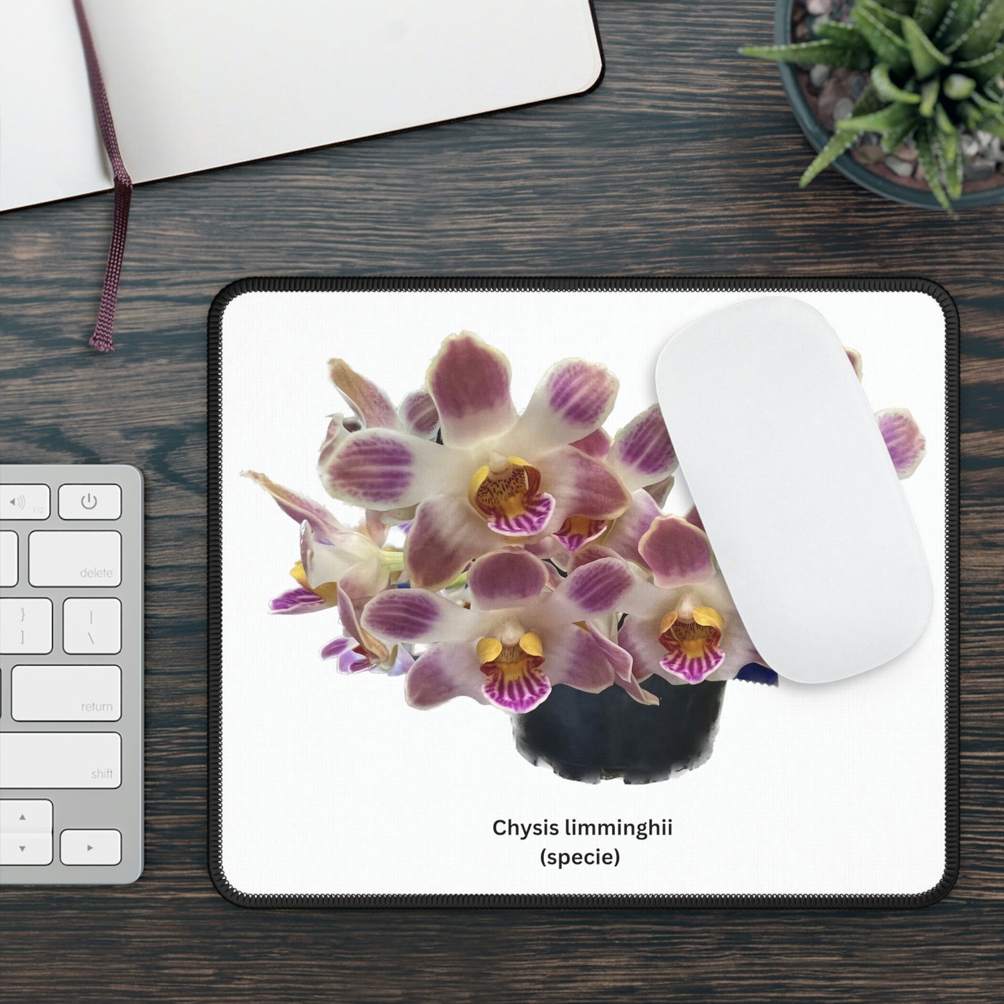 Chysis limminghei Orchid Mouse Pad