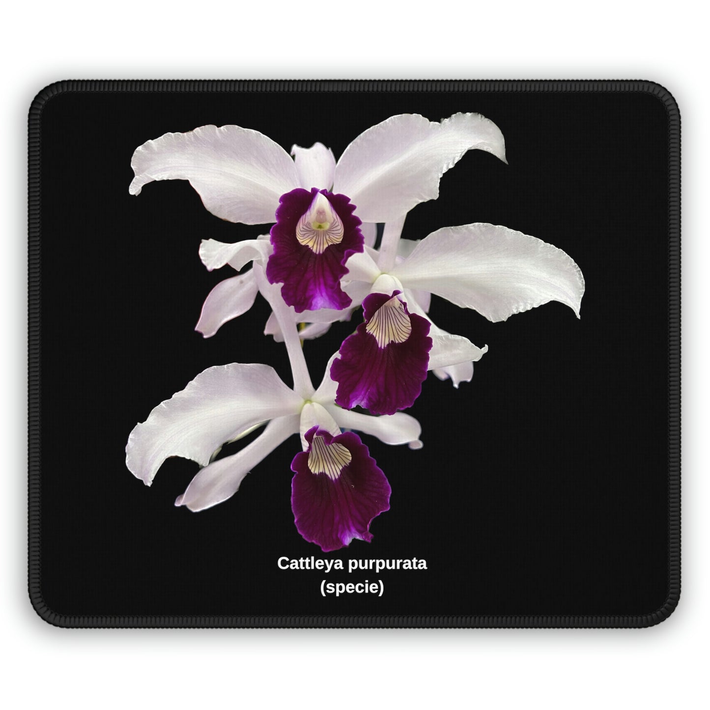 Cattleya purpurata Orchid Mouse Pad