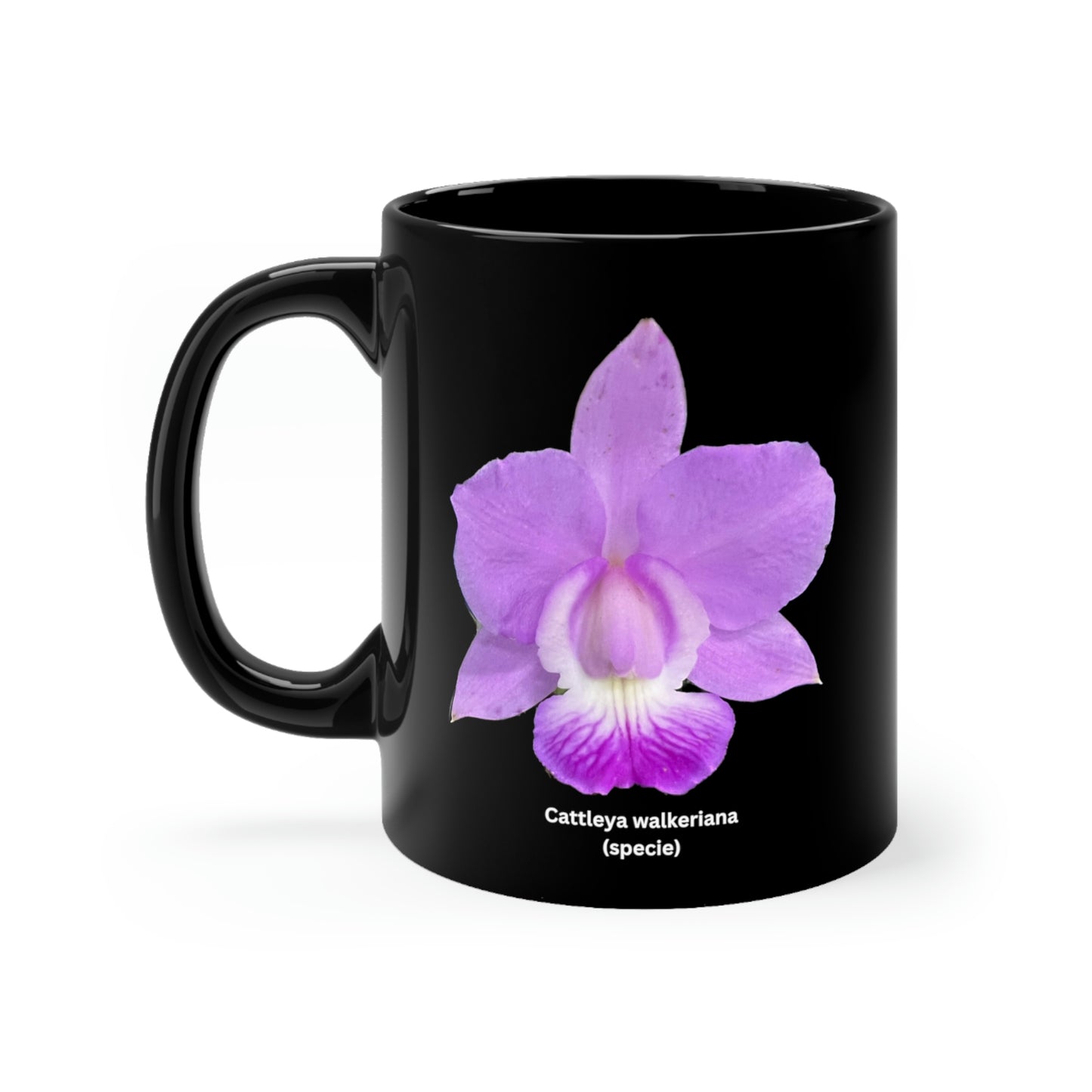 Cattleya walkeriana Orchid Coffee Mug