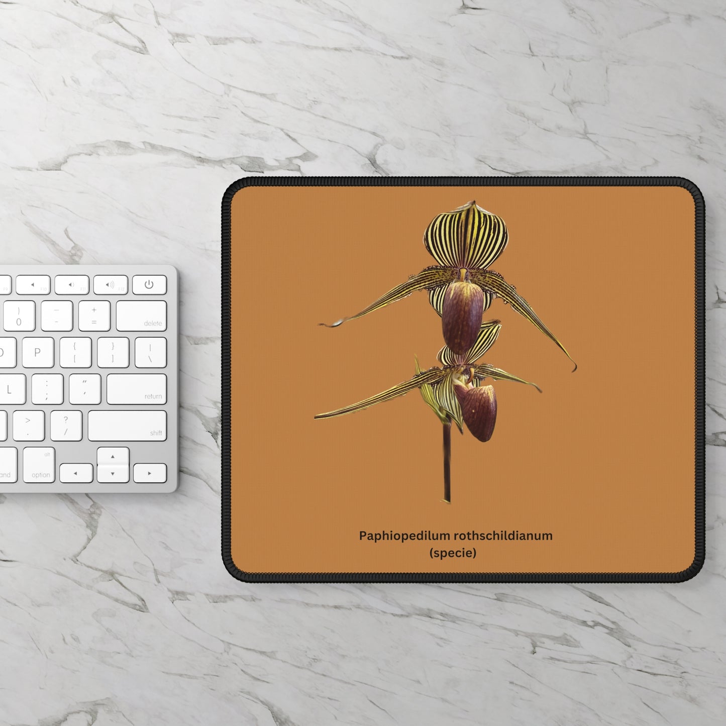 Paphiopedilum rothschildianum Orchid Mouse Pad