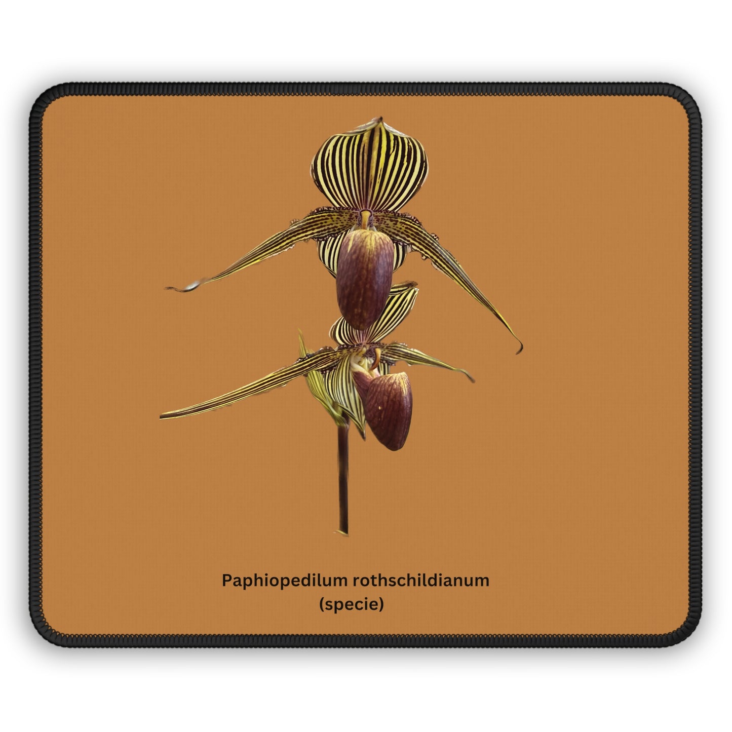 Paphiopedilum rothschildianum Orchid Mouse Pad