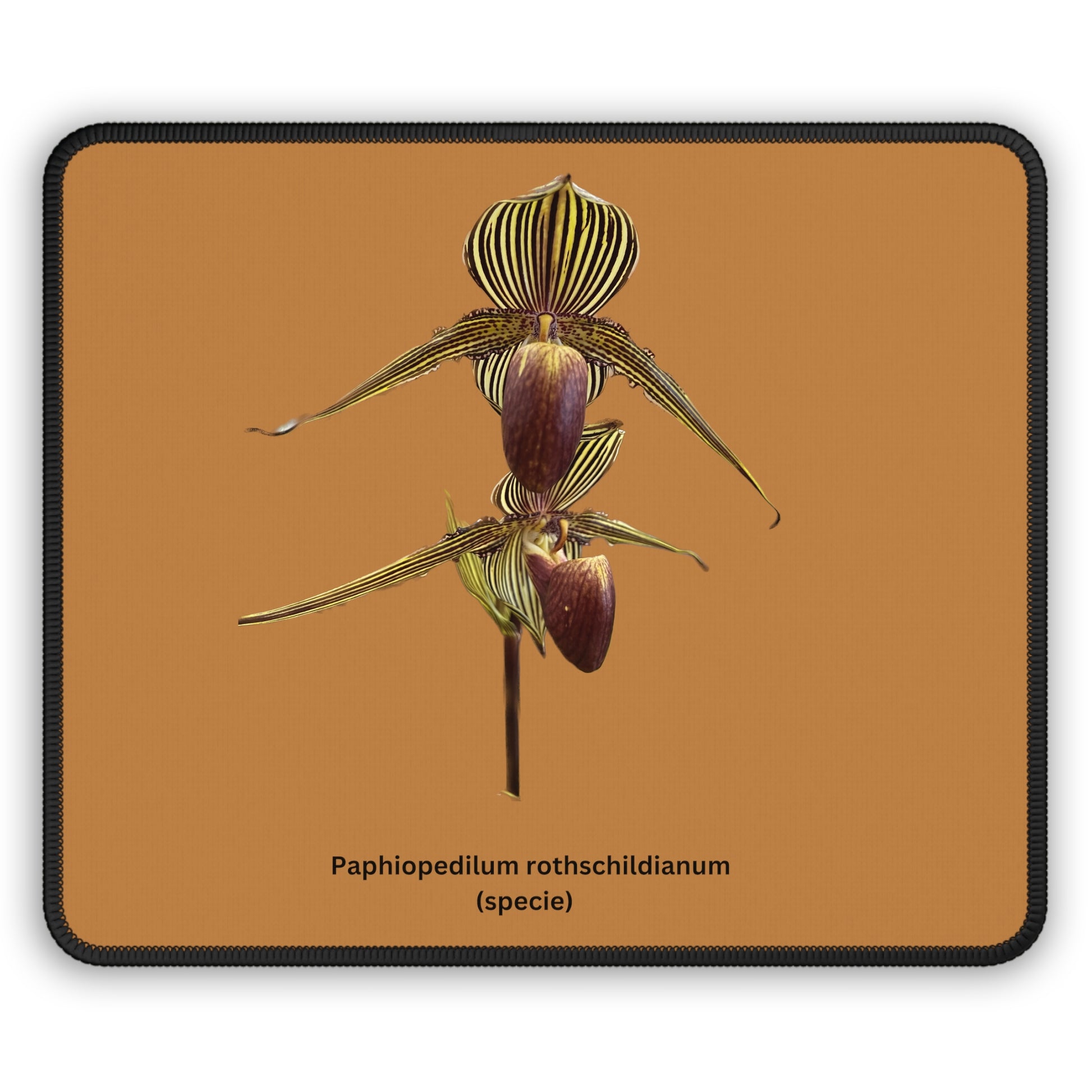 Paphiopedilum rothschildianum Orchid Mouse Pad