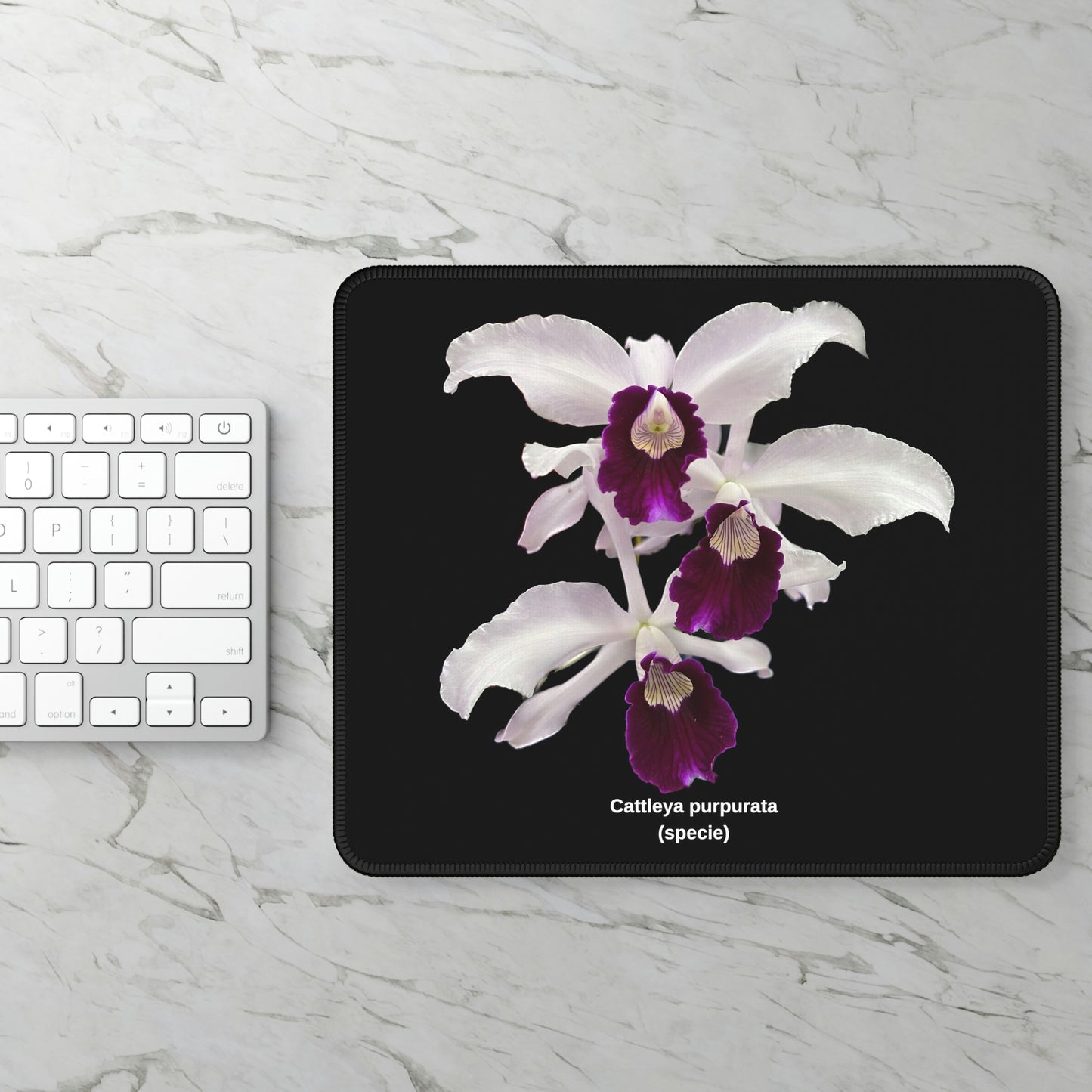 Cattleya purpurata Orchid Mouse Pad