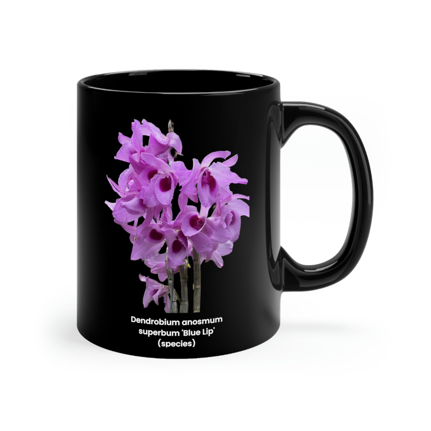 Dendrobium anosmum superbum 'Blue Lip' Orchid Coffee Mug