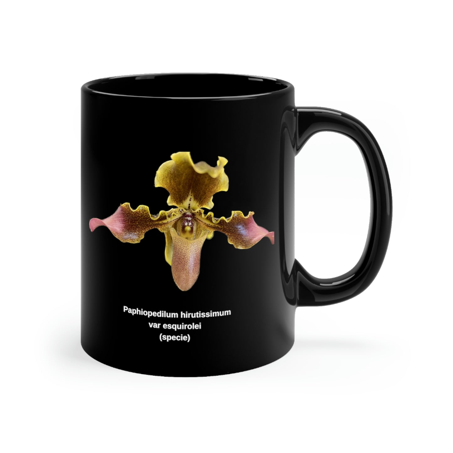 Paphiopedilum hirsutissimum var esquirolei Orchid Coffee Mug