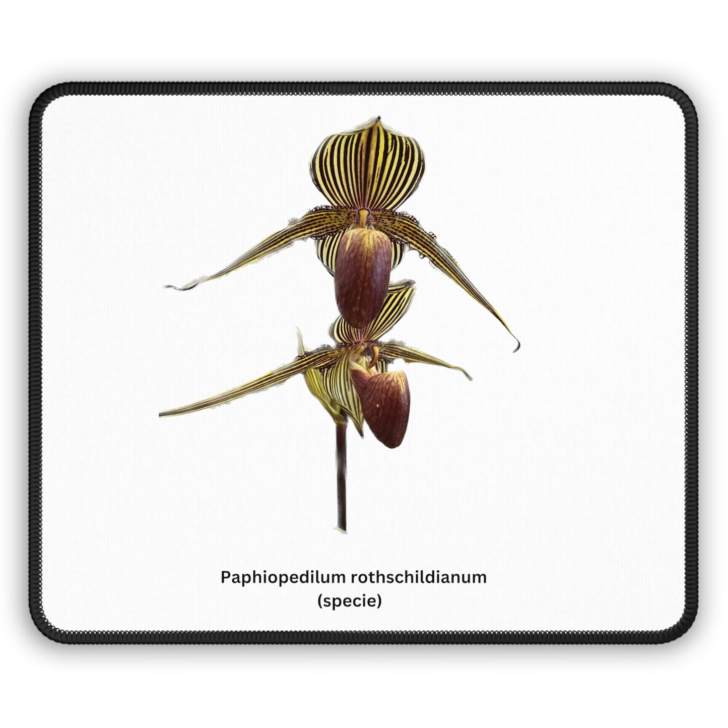 Paphiopedilum rothschildianum Orchid Mouse Pad