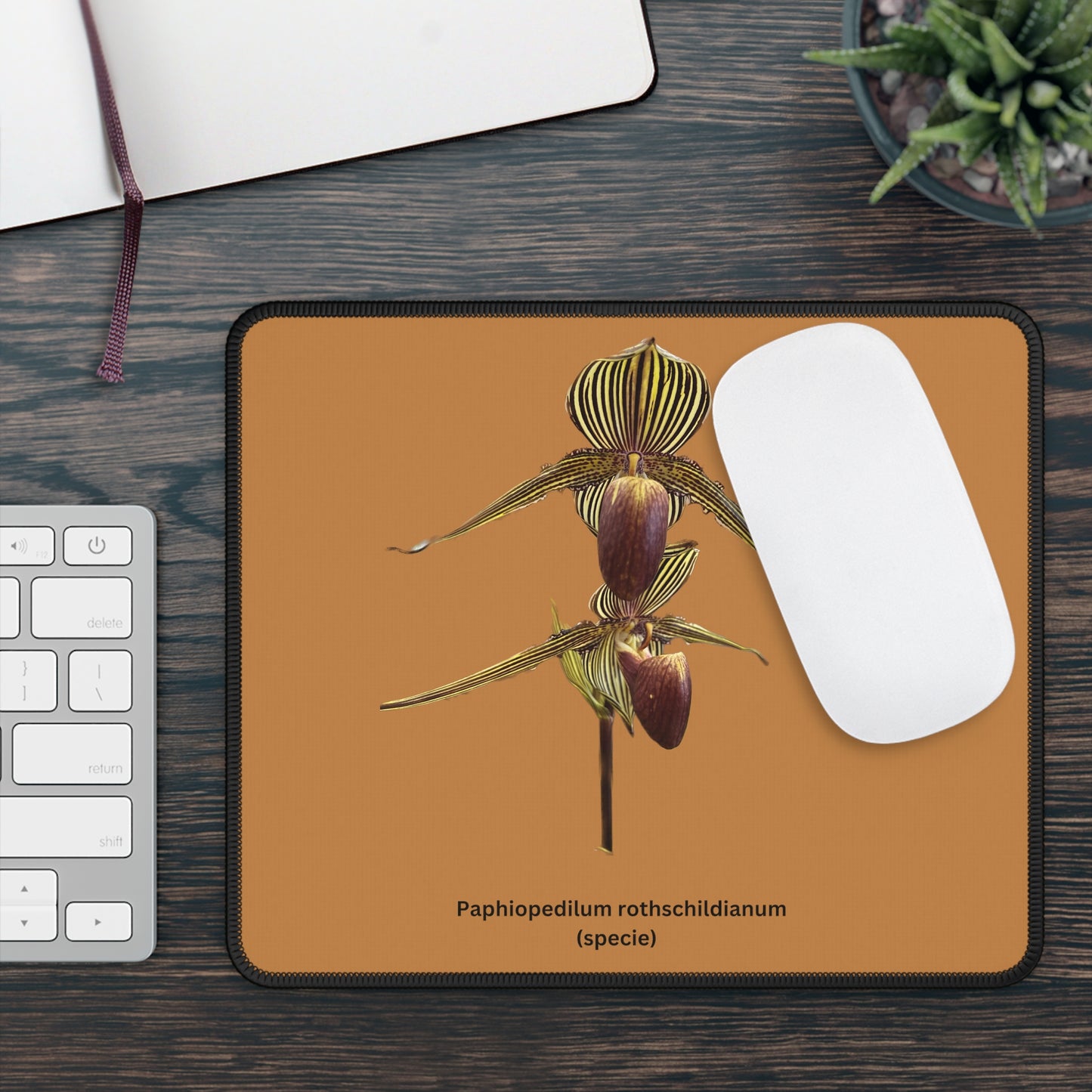 Paphiopedilum rothschildianum Orchid Mouse Pad