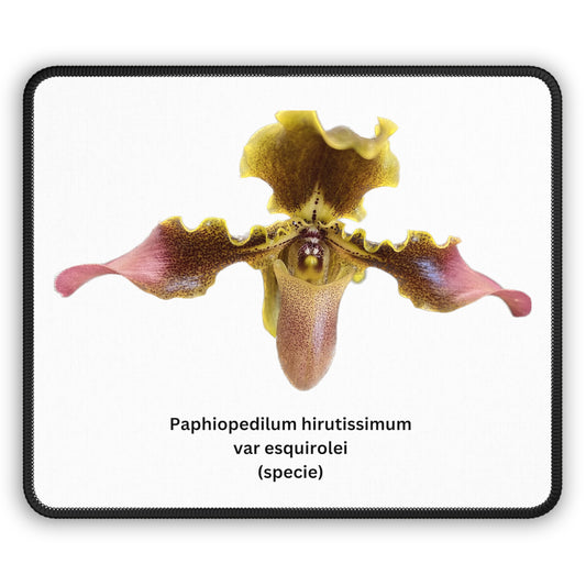 Paphiopedilum hirsutissimum var esquirolei Orchid Mouse Pad