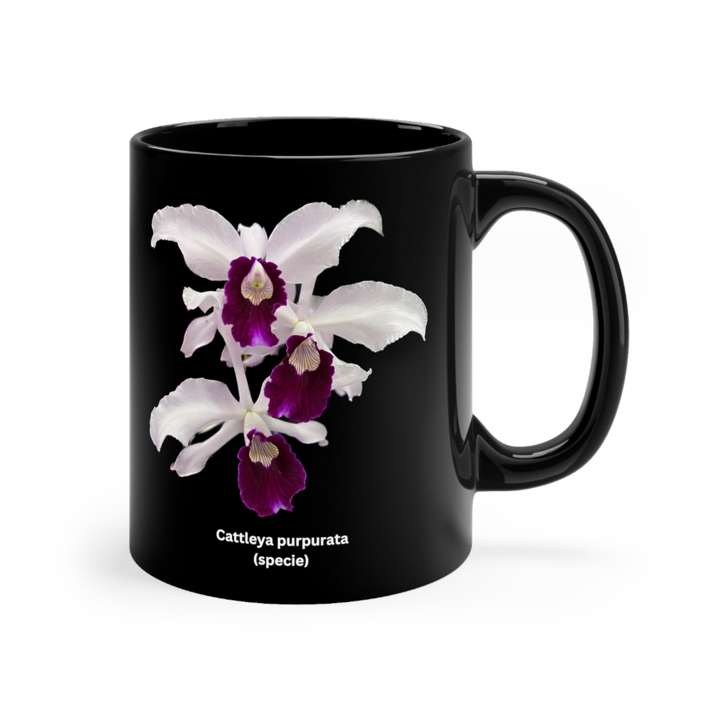 Cattleya purpurata Orchid Coffee Mug