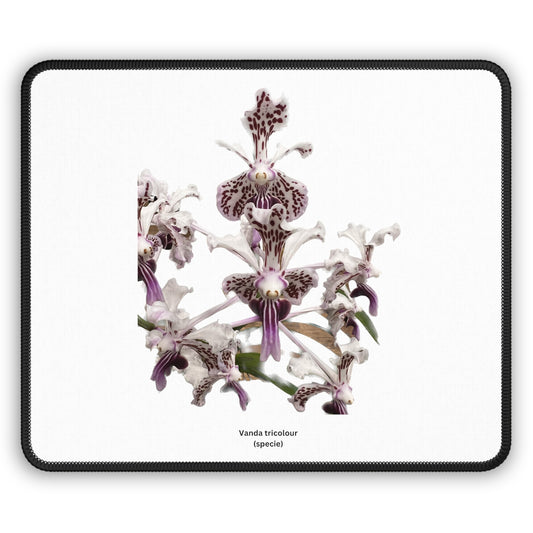 Vanda tricolor Orchid Mouse Pad