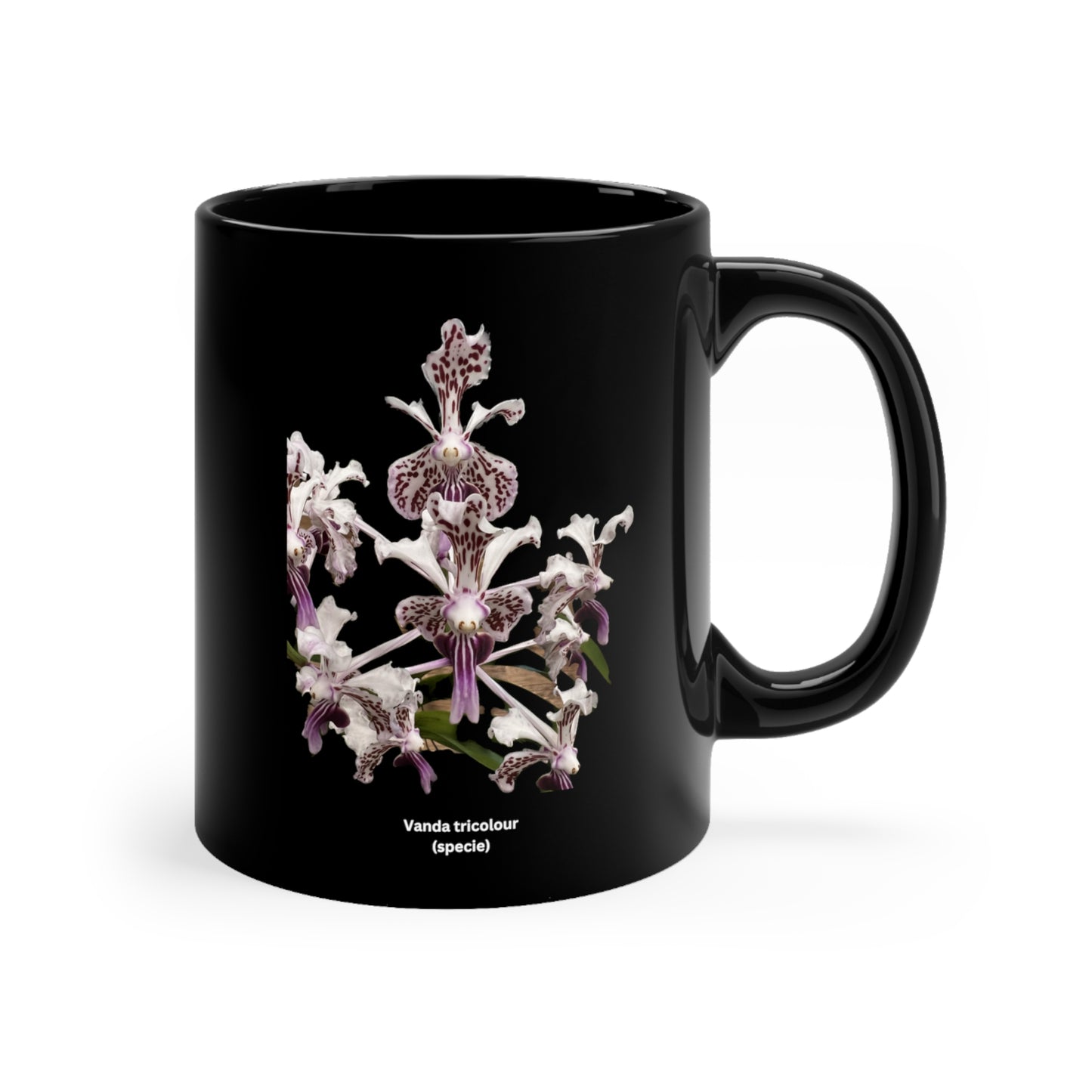 Vanda tricolor Orchid Coffee Mug