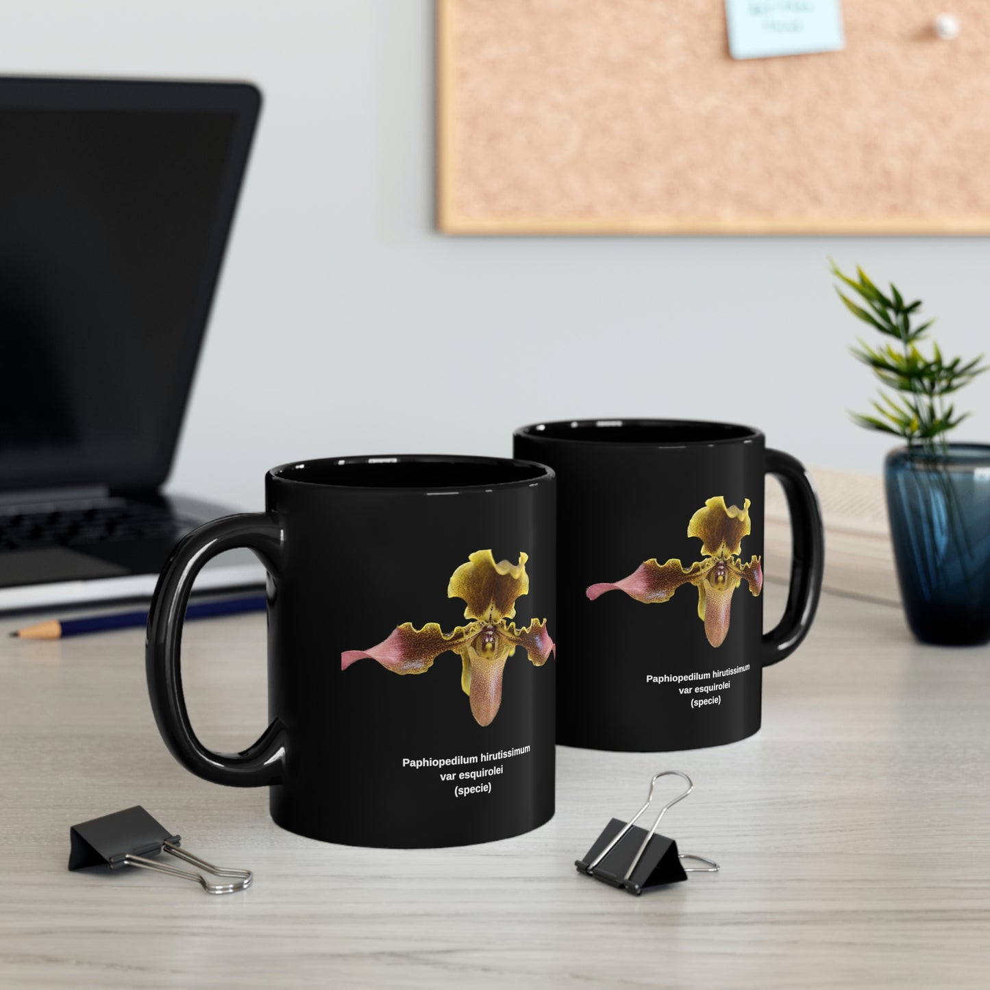 Paphiopedilum hirsutissimum var esquirolei Orchid Coffee Mug