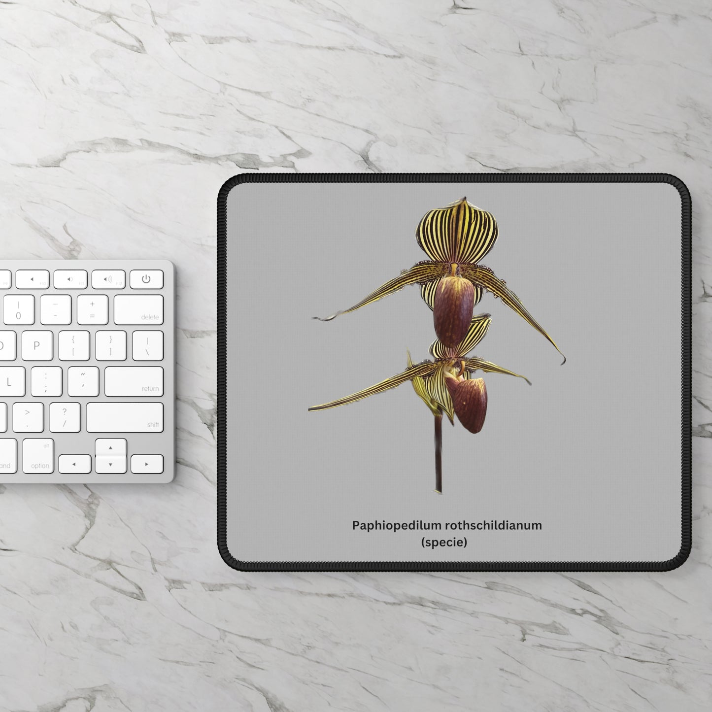 Paphiopedilum rothschildianum Orchid Mouse Pad