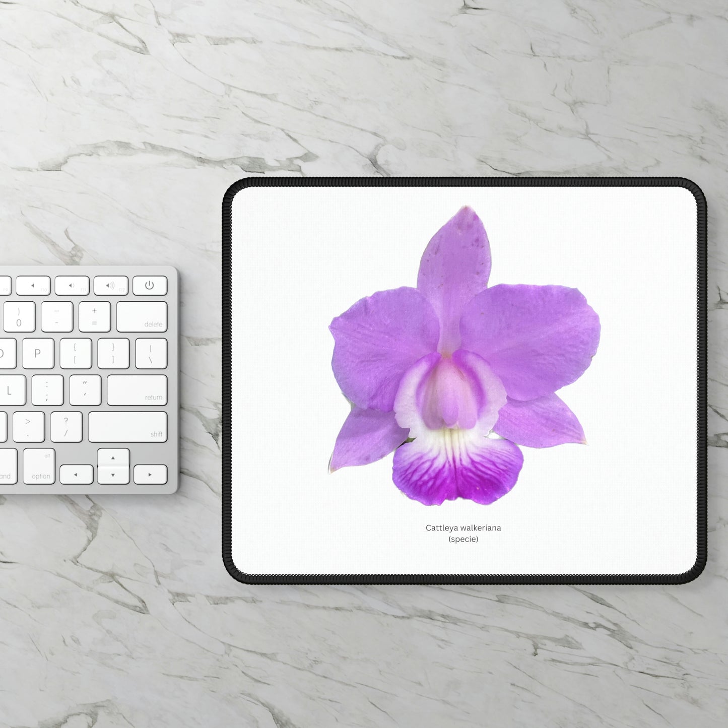 Cattleya walkeriana Orchid Mouse Pad