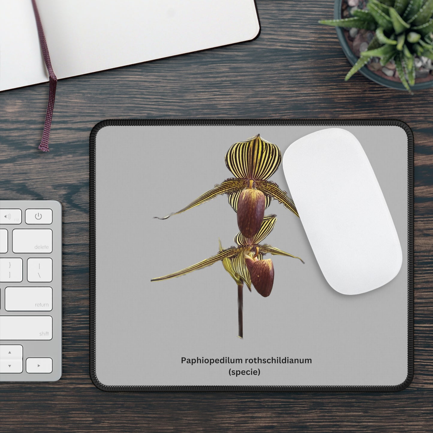 Paphiopedilum rothschildianum Orchid Mouse Pad