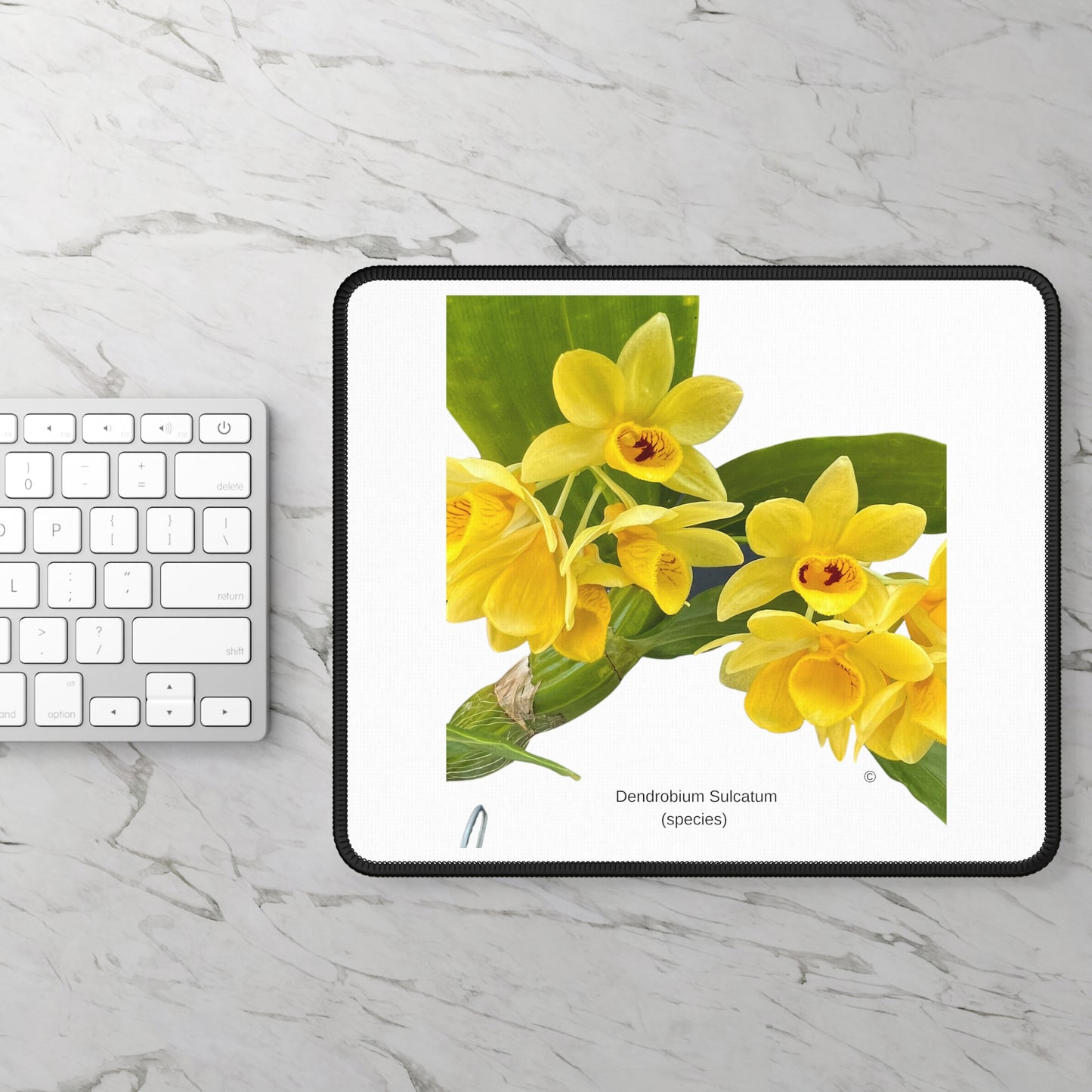 Dendrobium Sulcatum Orchid Mouse Pad