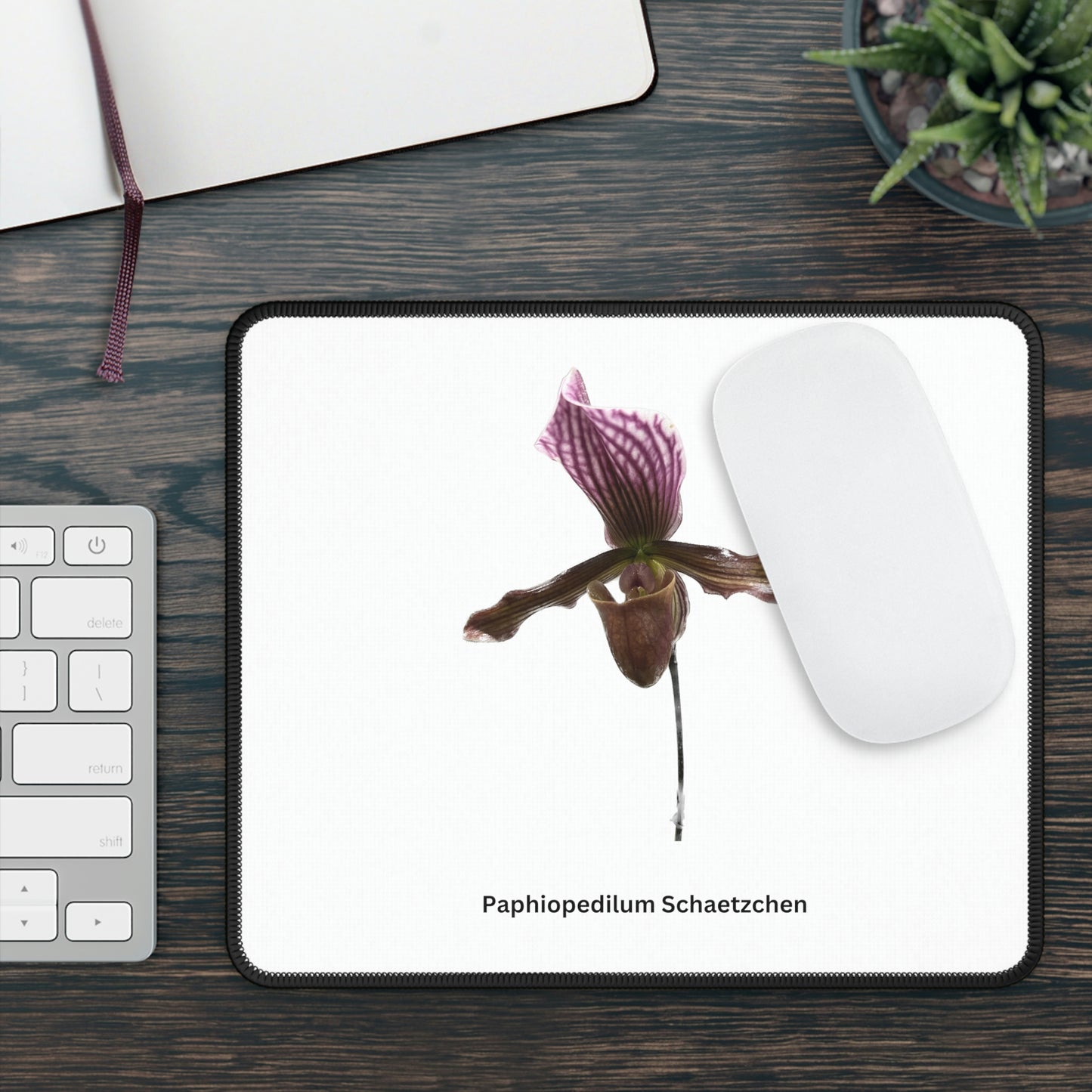 Paphiopedilum Schaetzchen Orchid Mouse Pad