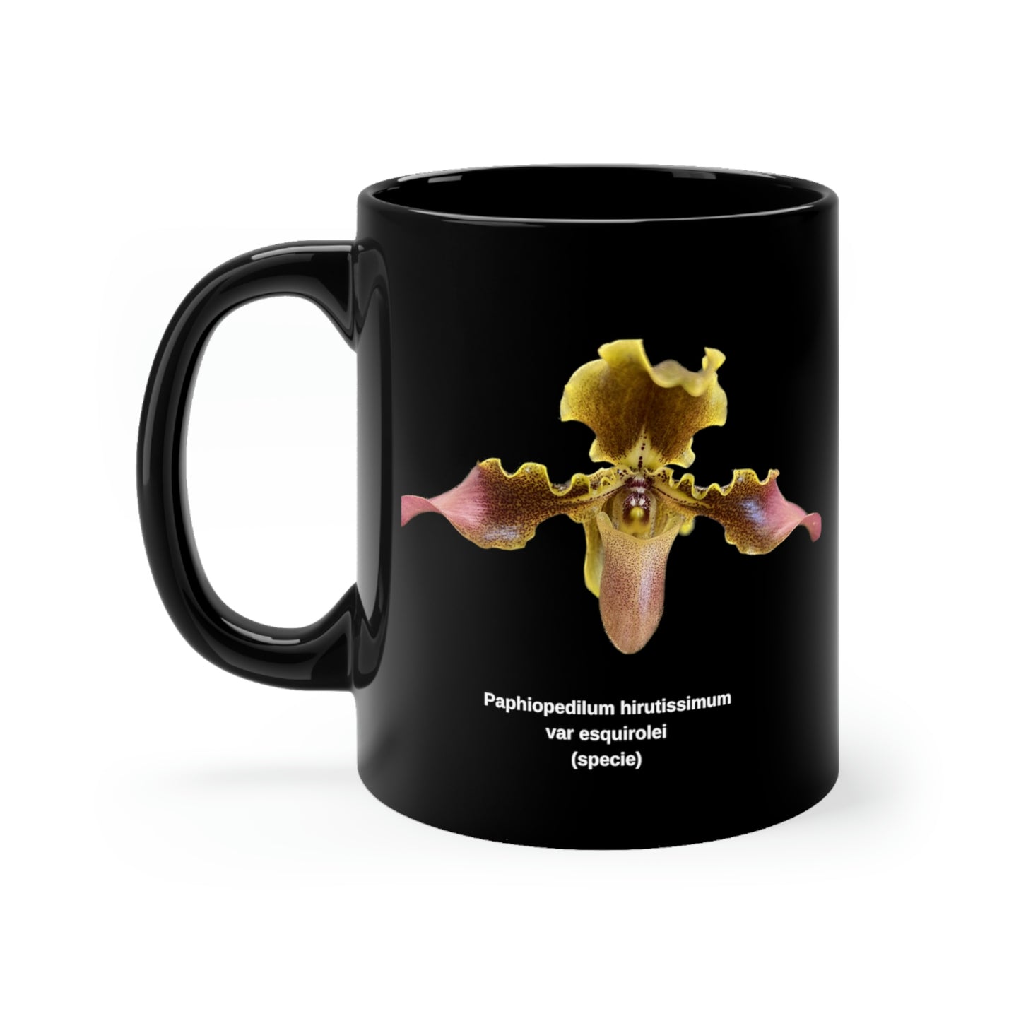 Paphiopedilum hirsutissimum var esquirolei Orchid Coffee Mug