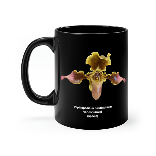 Paphiopedilum hirsutissimum var esquirolei Orchid Coffee Mug