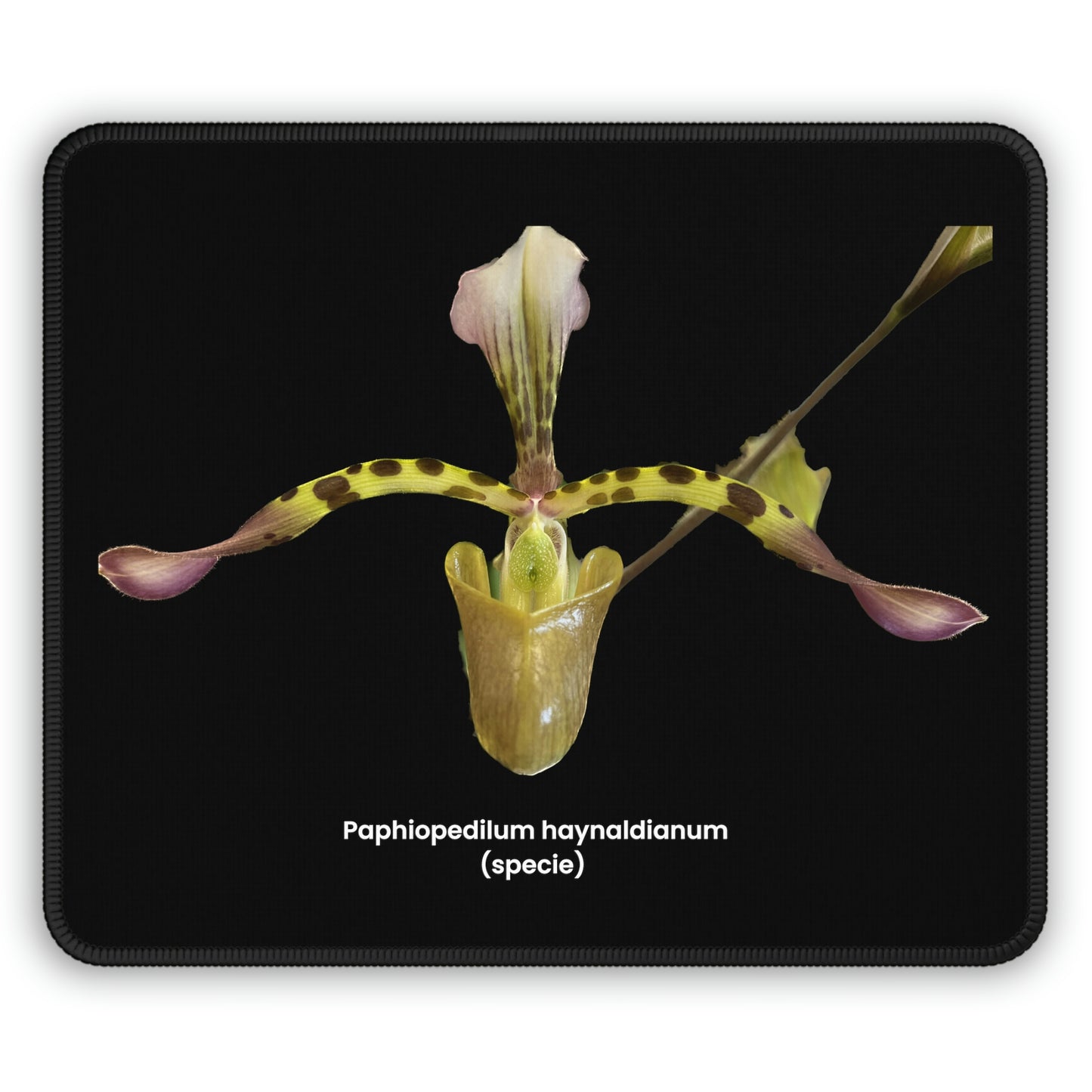 Paphiopedilum haynaldianum Orchid Black Mouse Pad