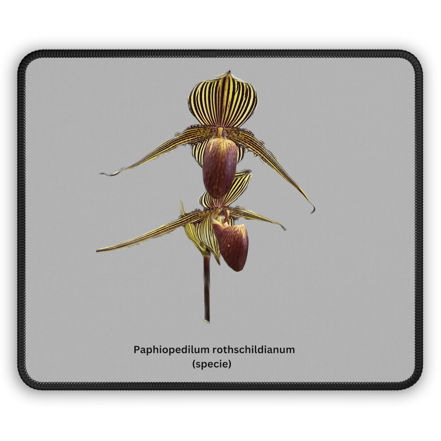 Paphiopedilum rothschildianum Orchid Mouse Pad