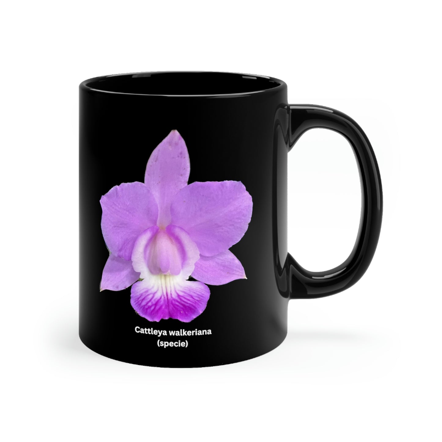 Cattleya walkeriana Orchid Coffee Mug