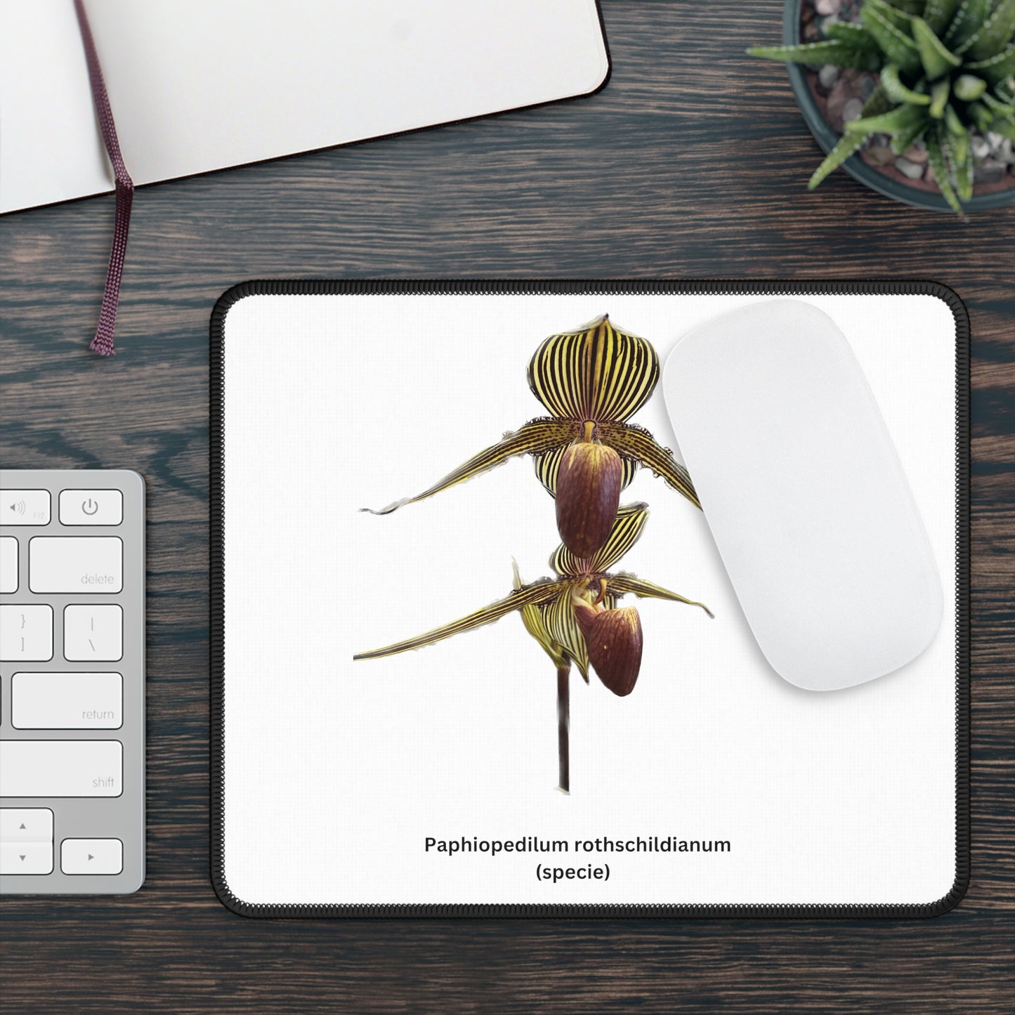 Paphiopedilum rothschildianum Orchid Mouse Pad