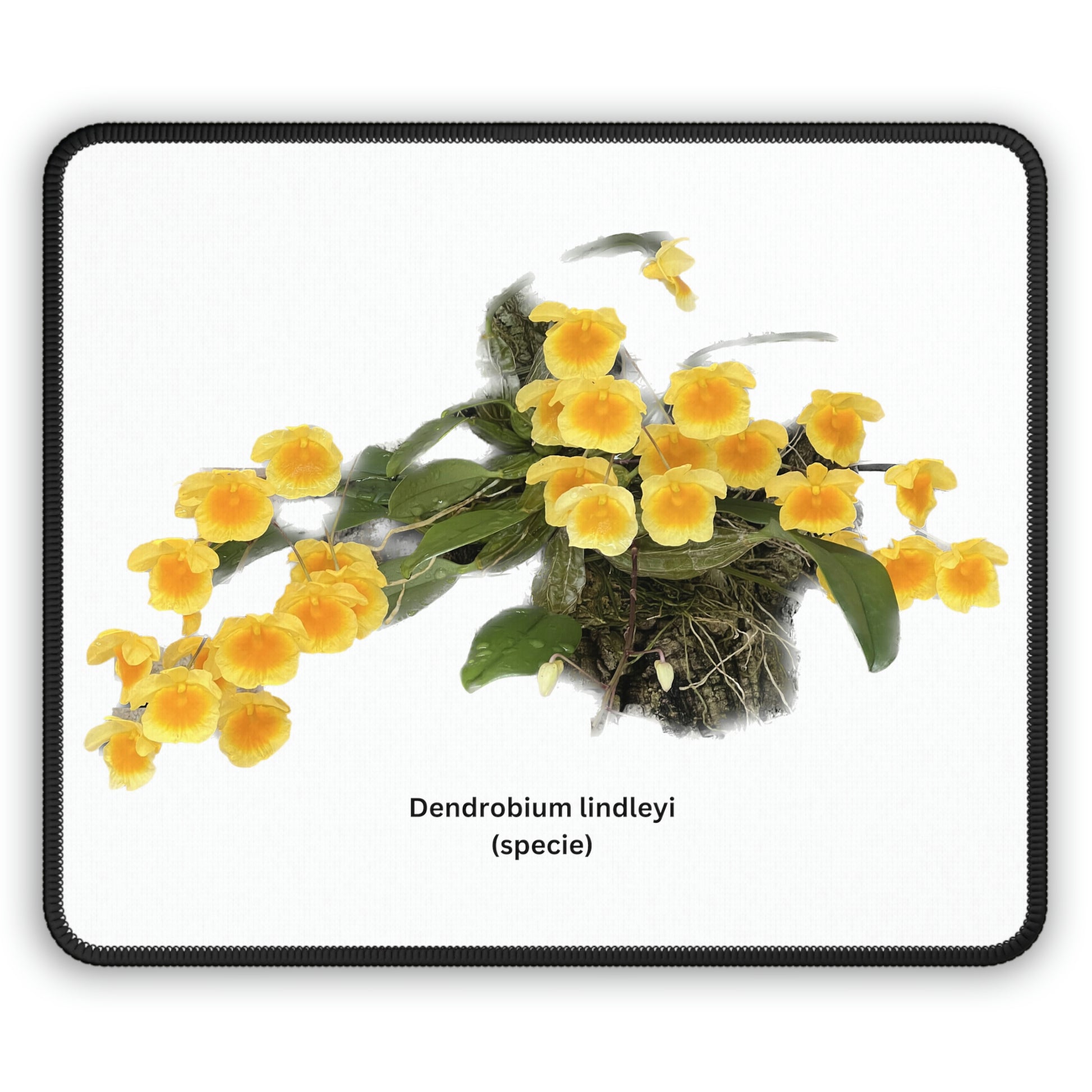 Dendrobium lindleyi Orchid Mouse Pad