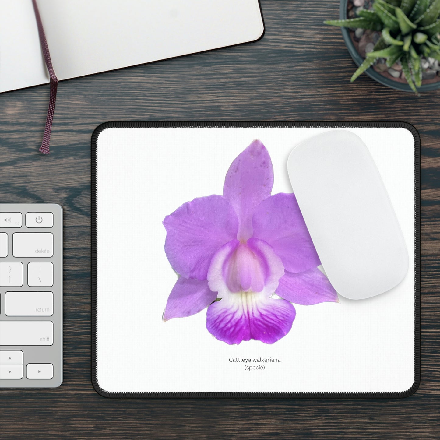 Cattleya walkeriana Orchid Mouse Pad