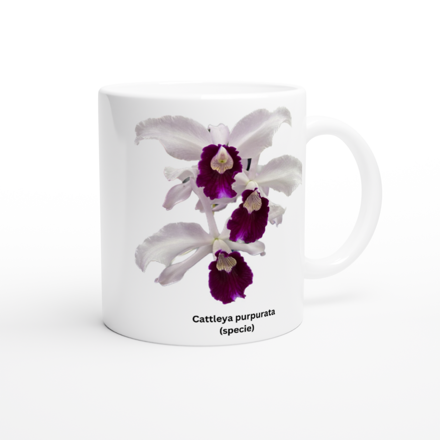 Cattleya purpurata Orchid Coffee Mug